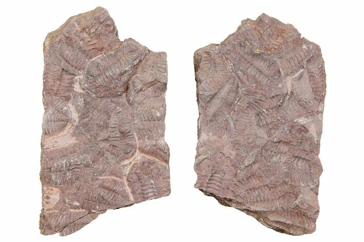 Ordovician Trilobite Mortality Plate (Pos/Neg) - Morocco #254764